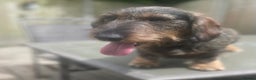 Dachshund dogs for stud: Stunning Kc standard wirehaired  in Highbridge - Advert 6