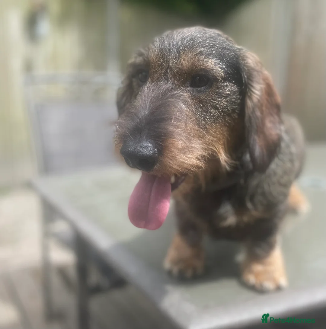 Dachshund dogs for stud: Stunning Kc standard wirehaired  - Advert 6