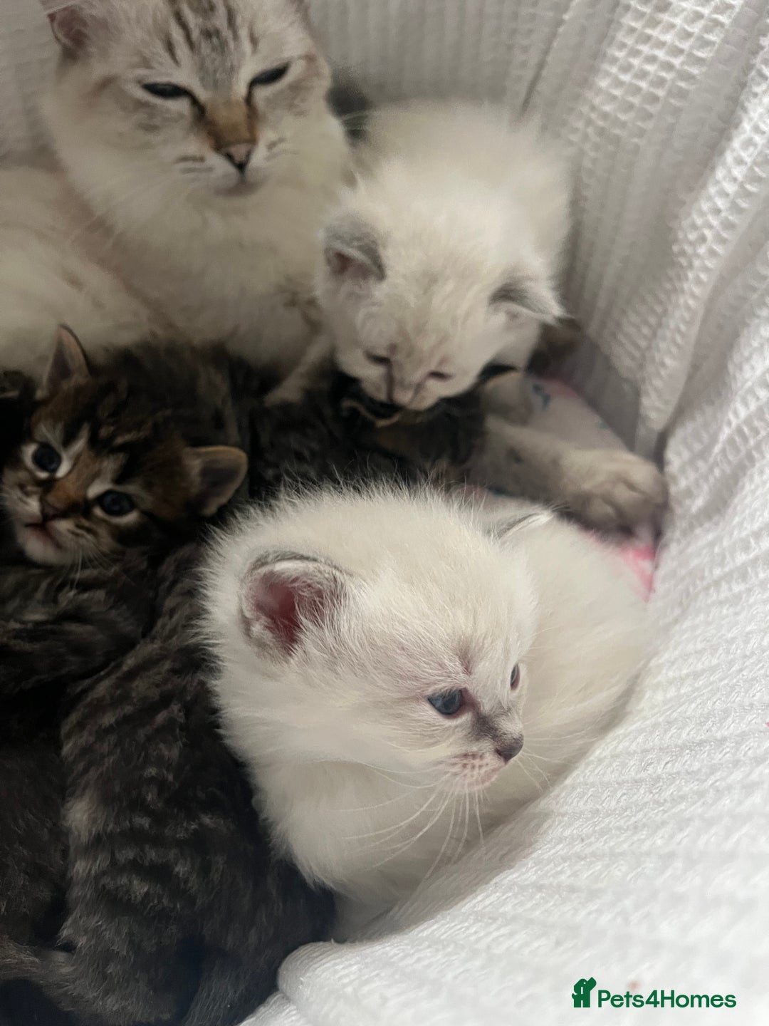 Ragdoll cats for sale: Ragdoll kittens  - Image 5