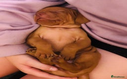 Hungarian Vizsla dogs for sale: Exceptional kc Hungarian viszla pups. Now ready  - Image 12