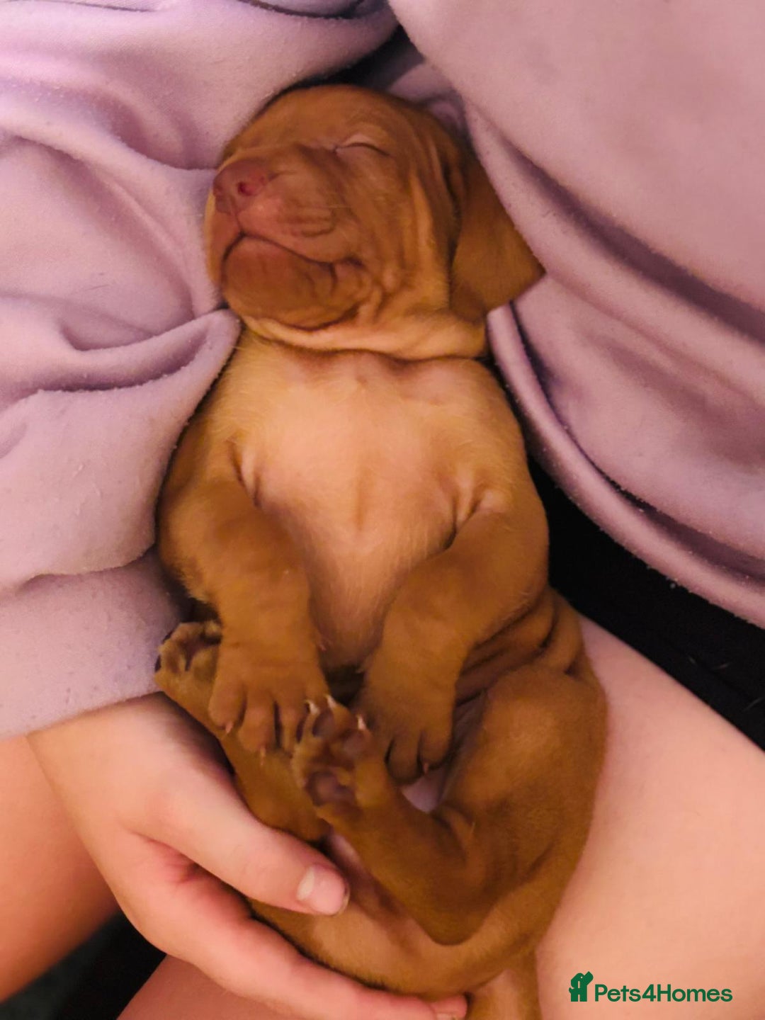 Hungarian Vizsla dogs for sale: Exceptional kc Hungarian viszla pups. Now ready  - Image 12
