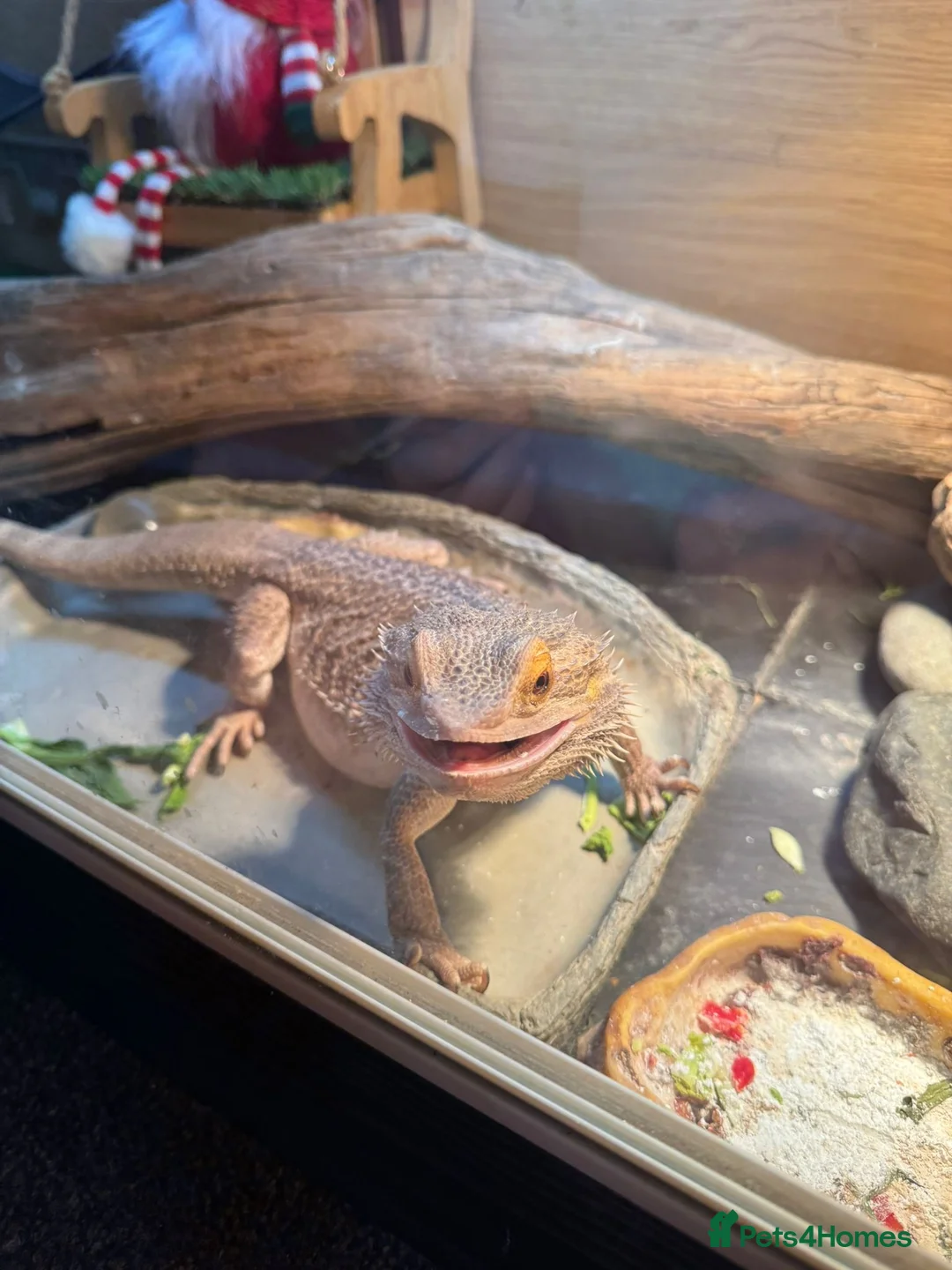 Bearded Dragon reptiles for sale: Bearded dragon  - Advert 5