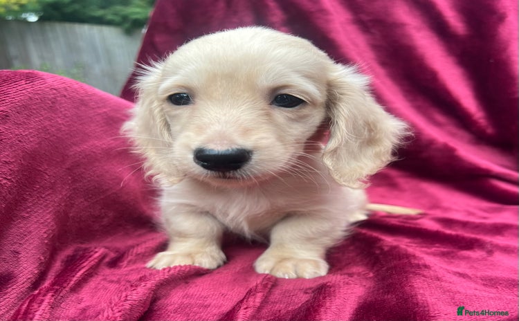 Miniature Dachshund dogs - Advert 6