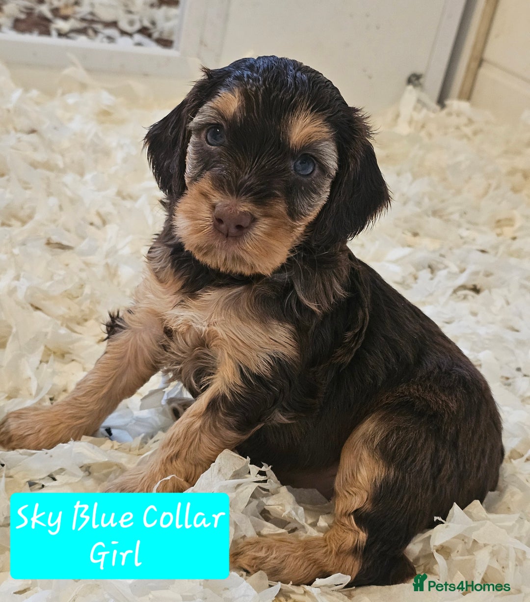 Cockapoo dogs for sale: F2 Cockapoo Puppies - Advert 8