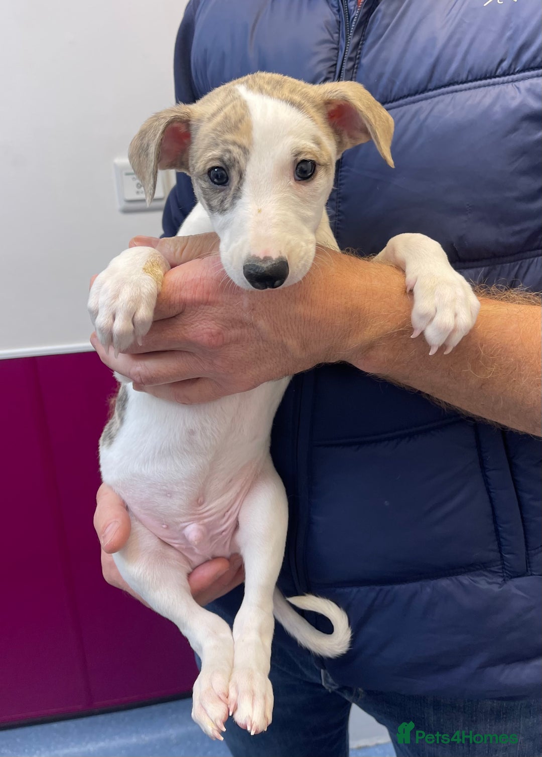 Whippet dogs for sale: AVAILABLE Kc reg healthy, sweet, gentle whippets - Advert 24