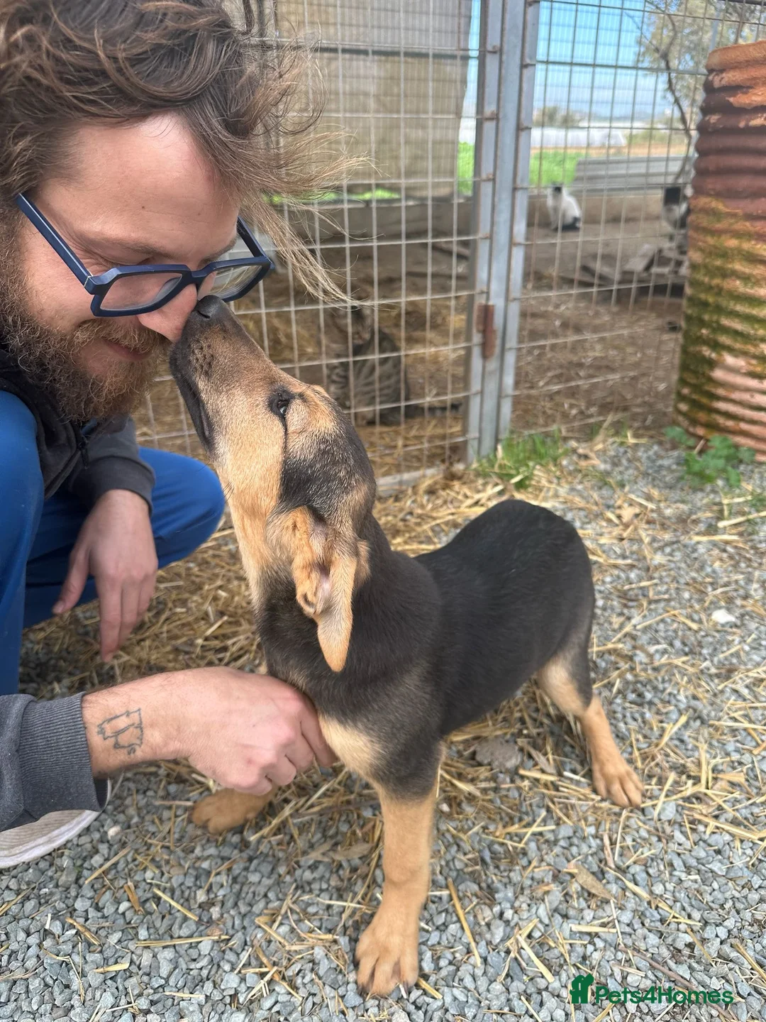 Mixed Breed dogs for adoption: Gentle Leyla seeks a patient and happy home - Advert 1