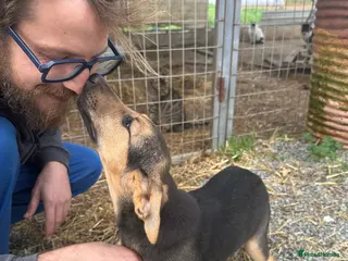 Mixed Breed dogs Gentle Leyla seeks a patient and happy home - Advert 2