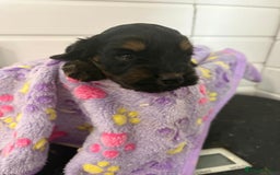Cockapoo dogs for sale: 5 cockapoo puppy ready 13nov  - Image 24
