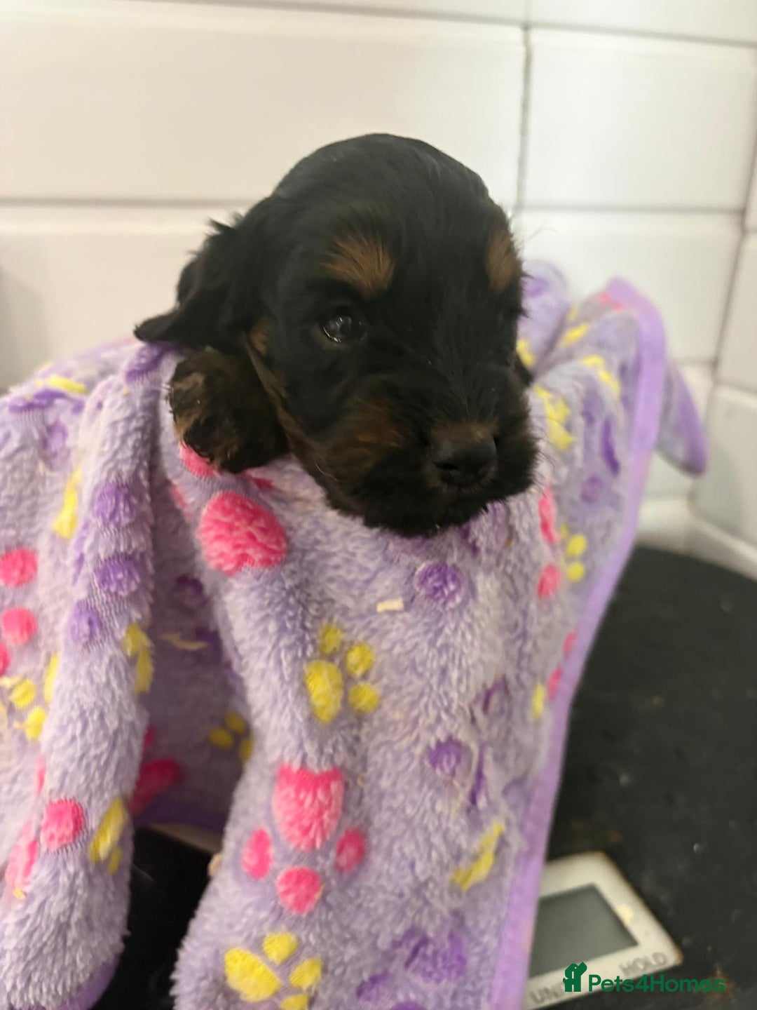 Cockapoo dogs for sale: 5 cockapoo puppy ready 13nov  - Image 24