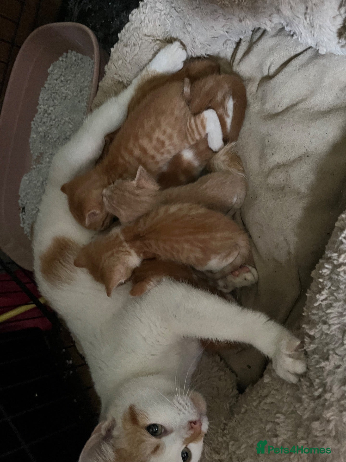 Mixed Breed cats  mixed litter of playful kittens. - Advert 6