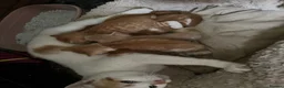 Mixed Breed cats for sale:  mixed litter of playful kittens. - Advert 1