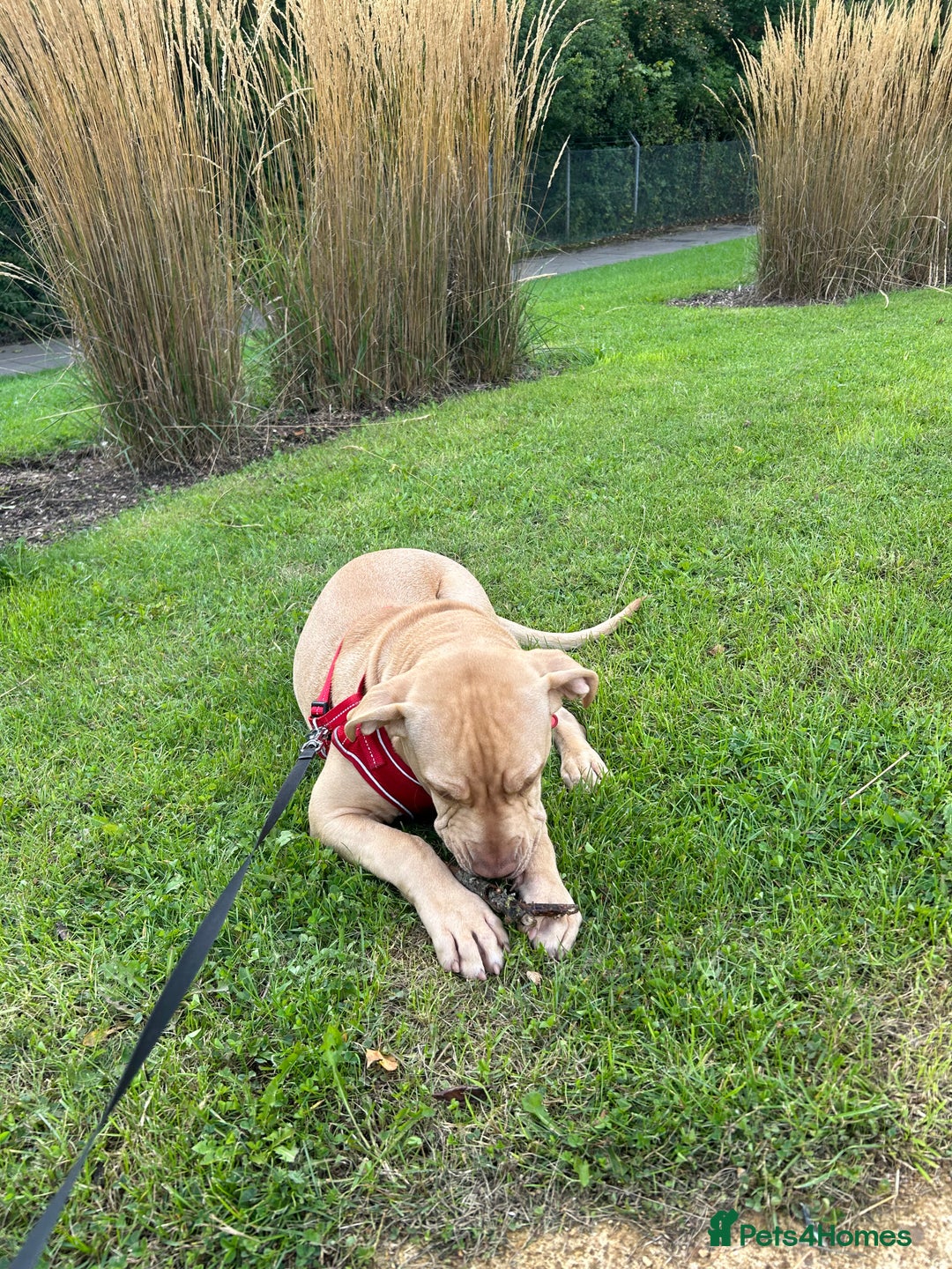 Mixed Breed dogs for sale: Lovely puppy  - Advert 5