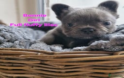 French Bulldog dogs for sale: French bulldog FLUFFY pups - Image 7