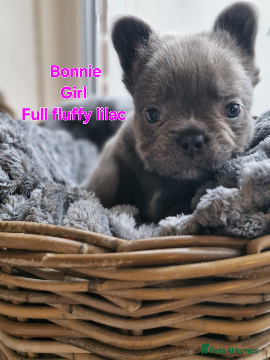 French Bulldog dogs for sale: French bulldog FLUFFY pups - Image 7