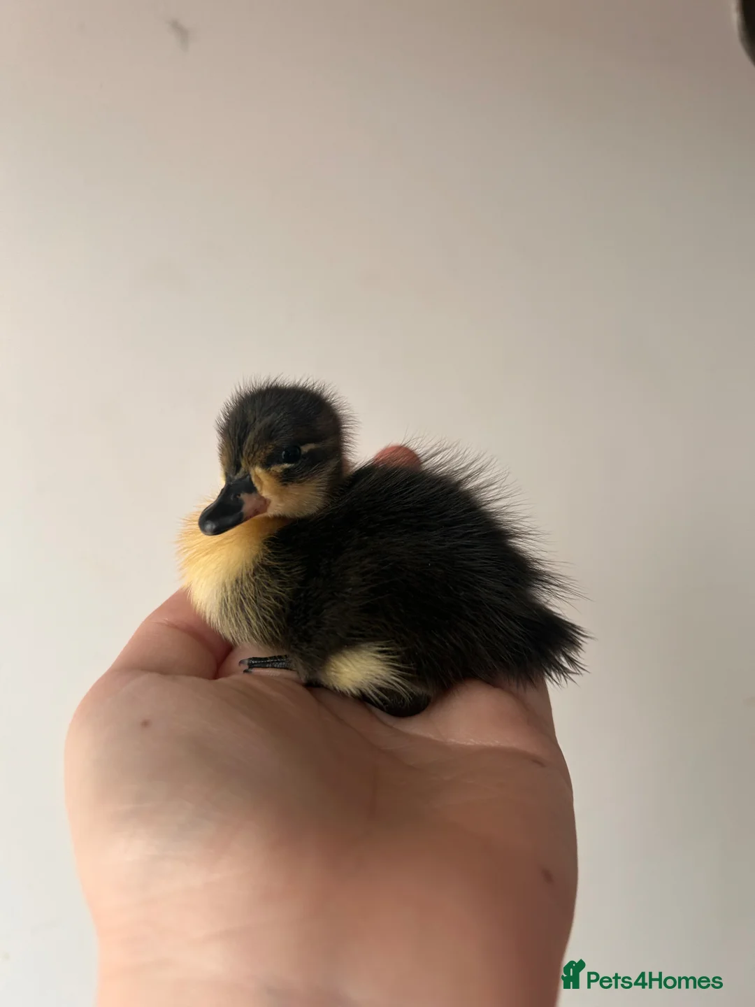 Ducks poultry for sale: Call ducklings - Advert 2