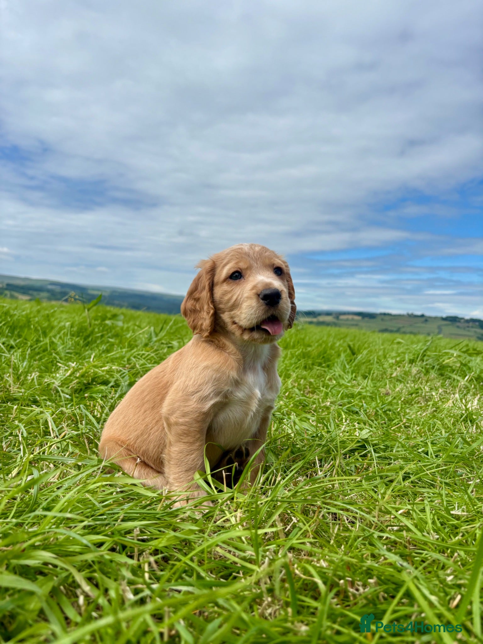Cocker Spaniel dogs Gorgeous KC Cocker Spaniels - Advert 2