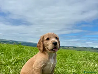 Cocker Spaniel dogs Gorgeous KC Cocker Spaniels - Advert 2