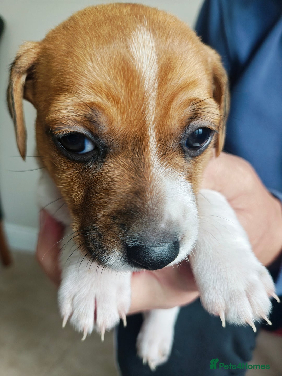 Jack Russell dogs for sale: Jack Russell puppies  - Image 14