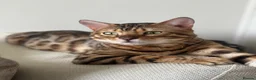 Bengal cats for sale: BLUE Bengal Cross Kittens  - Advert 13