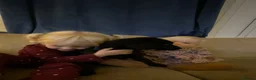 Labrador Retriever dogs for sale: *Just one male Labrador puppy left* - Advert 4