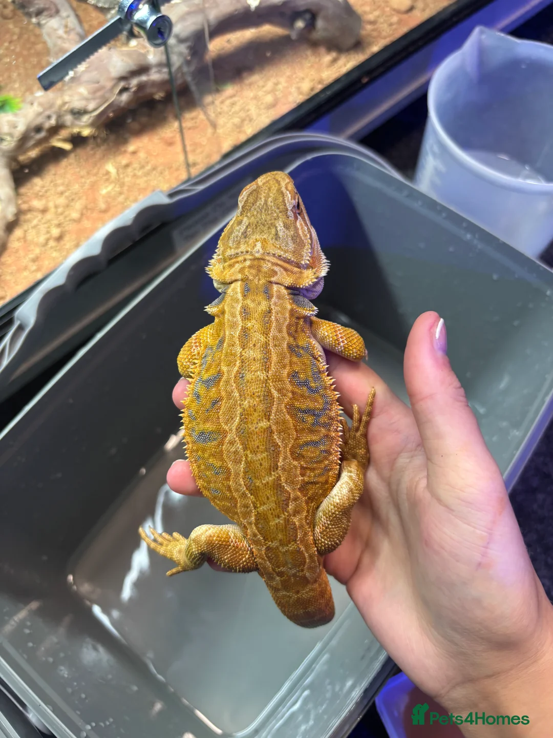 Bearded Dragon reptiles for sale: FEMALE Yellow blue bar  - Advert 5