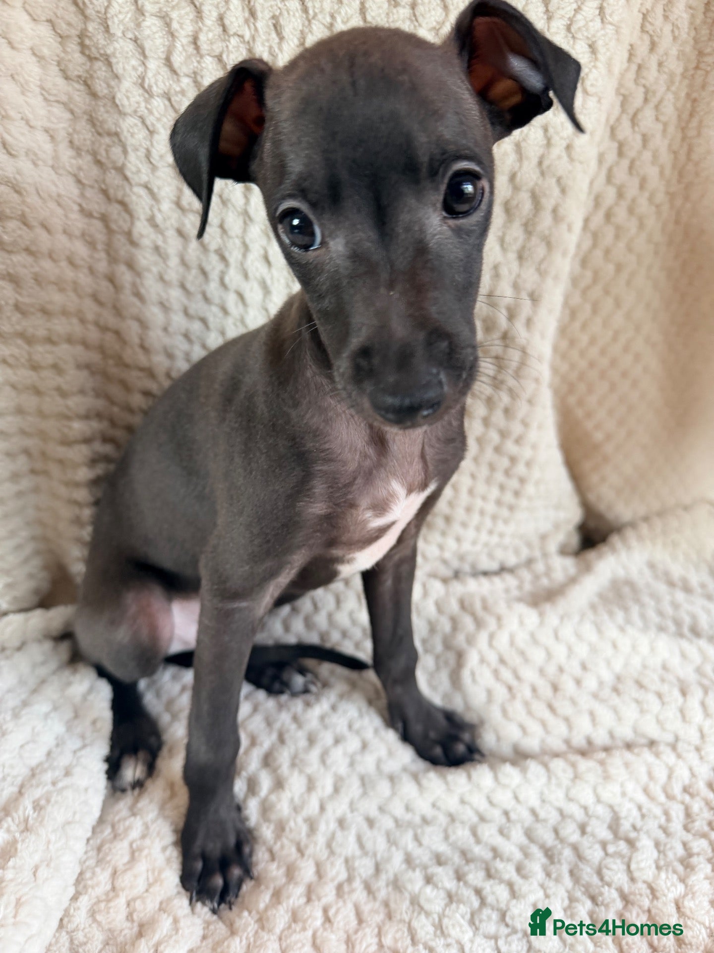 Italian Greyhound dogs *Cutest Iggy’s* KC Champion Lineage - Advert 2