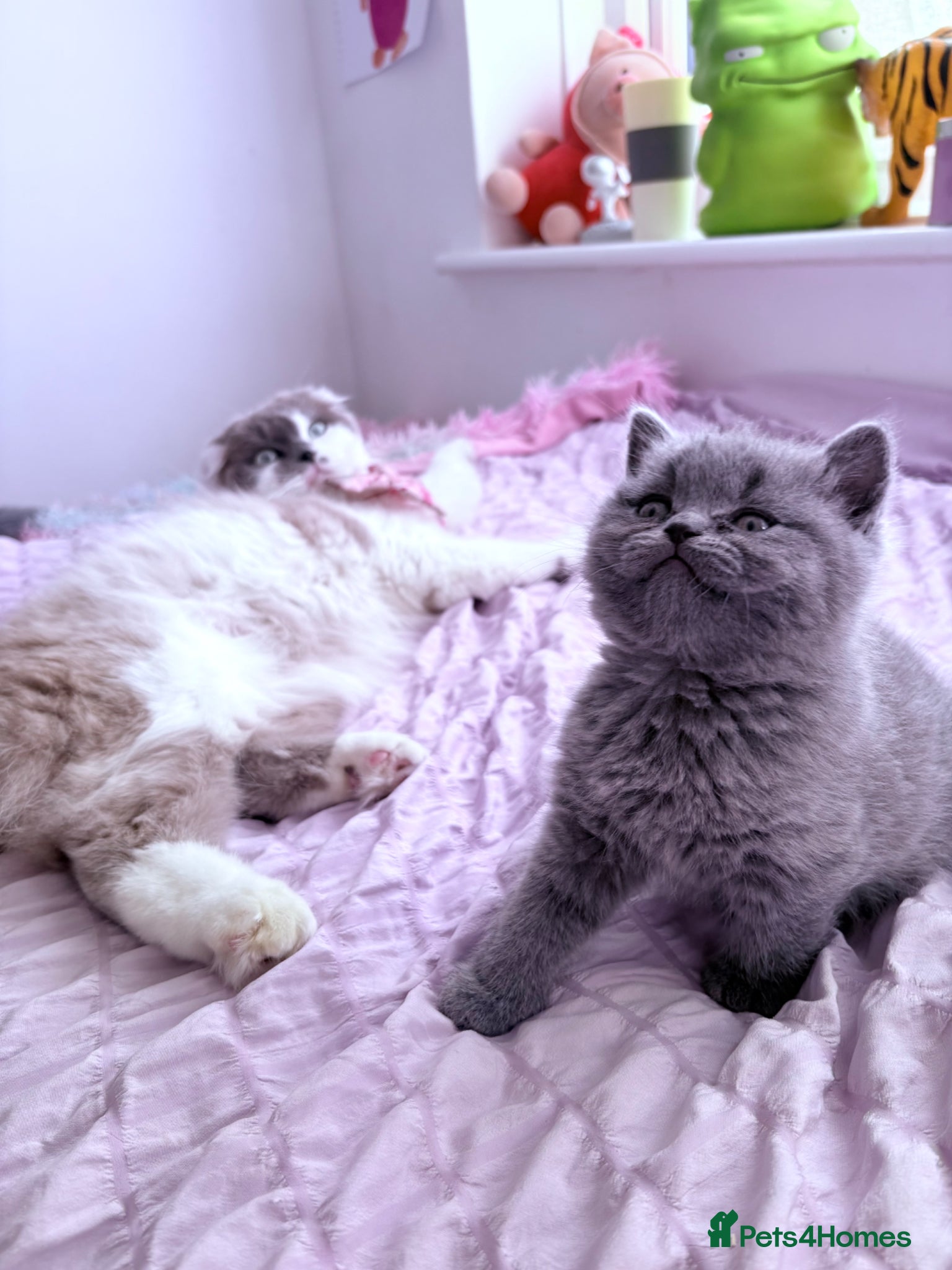 British Shorthair cats 🐻Beautiful bsh/scottish fold little bears 🐻  - Advert 11