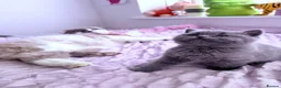 British Shorthair cats for sale: 💕1 beautiful girl  left 💕now reduced  - Advert 15