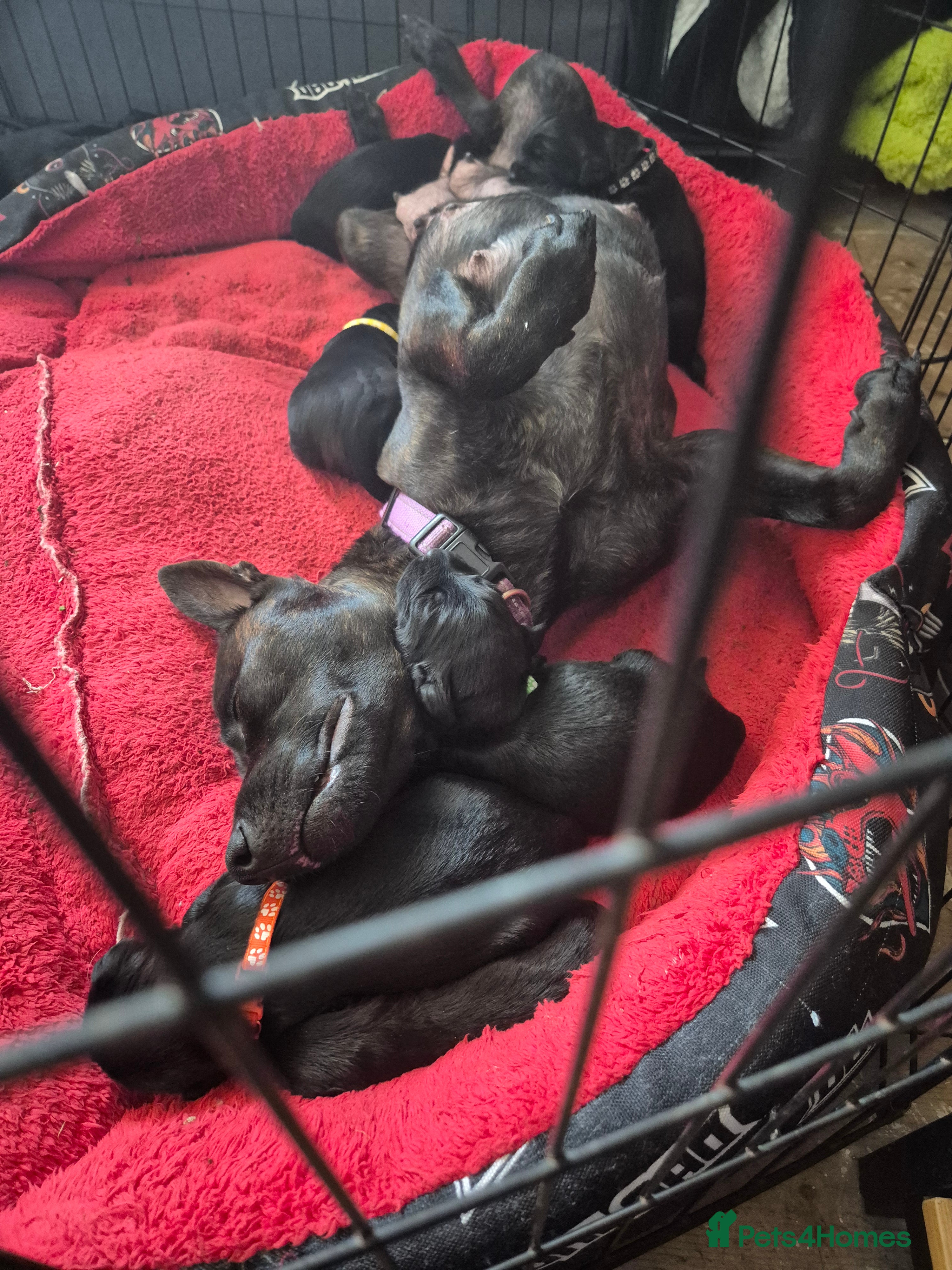 Mixed Breed dogs 8 Beautiful Puppies Looking for Forever Homes! - Advert 13