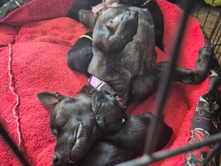 Mixed Breed dogs 8 Beautiful Puppies Looking for Forever Homes! - Advert 8