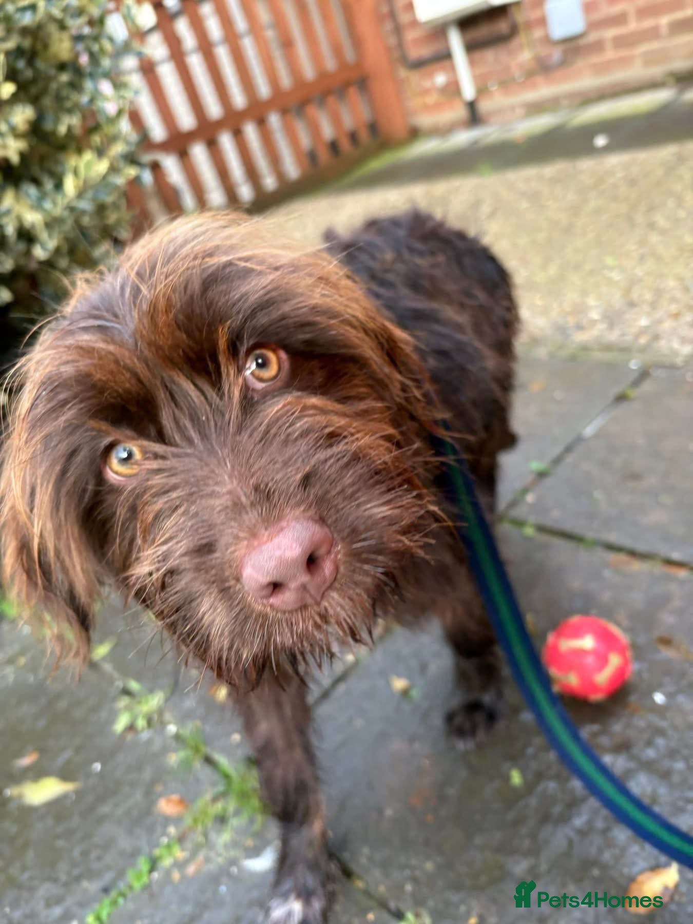 Mixed Breed dogs Hazel - Norwich Norfolk  - Advert 2