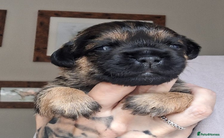 Border Terrier dogs - Advert 1