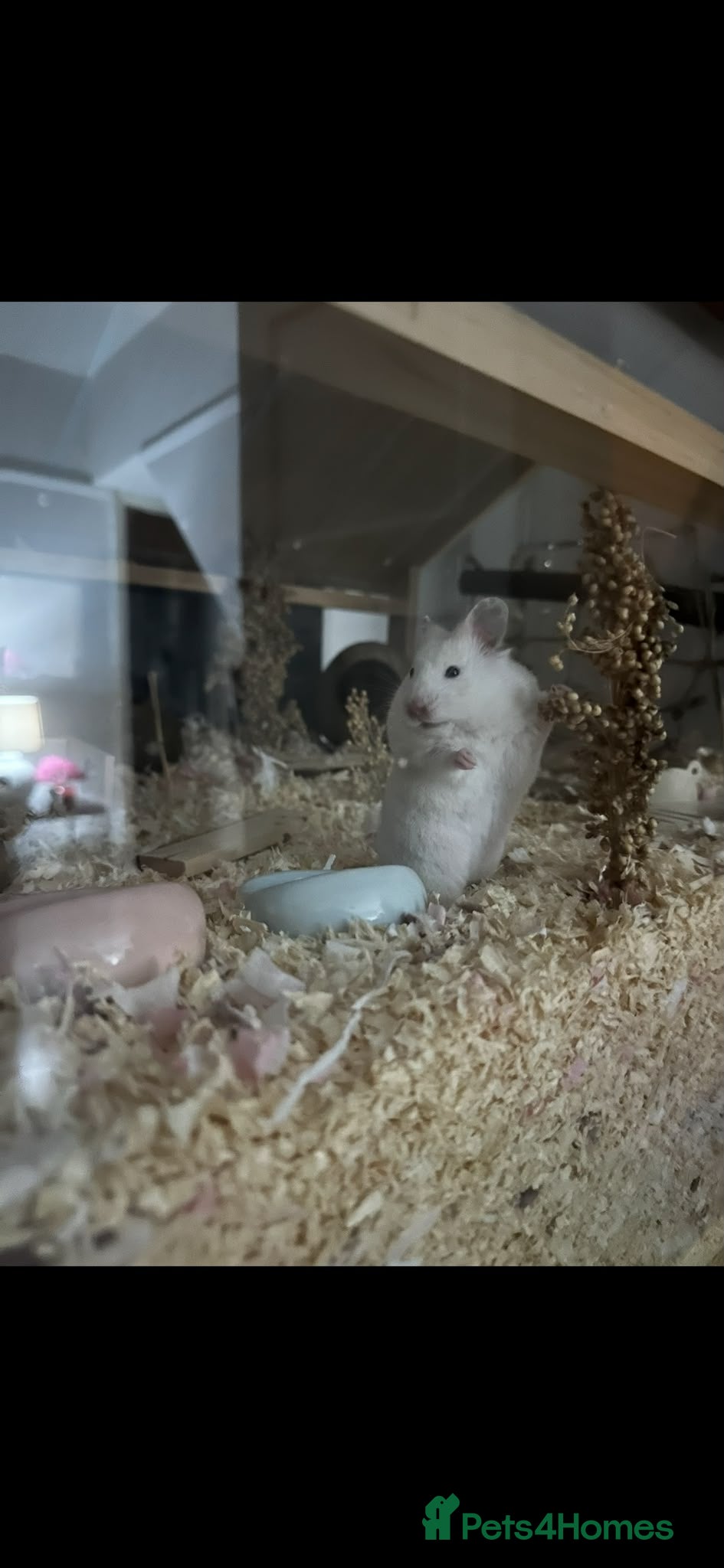 Hamster rodents for sale: WHITE SYRIAN HAMSTER FOR SALE in Hull - Advert 2