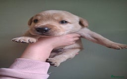 Labrador Retriever dogs for sale: Lab puppies 3 available  - Image 4