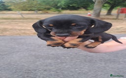 Dachshund dogs for sale: 3 miniature dachshund puppies  - Image 9