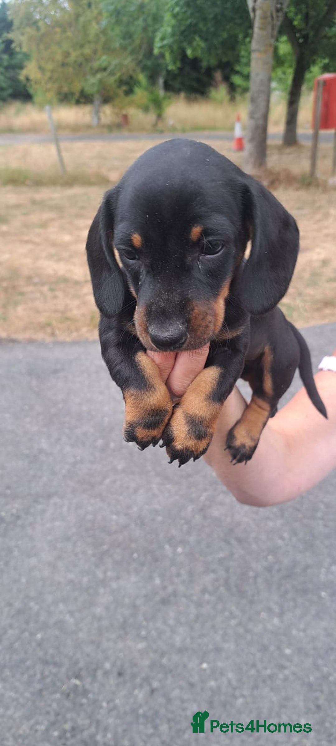 Dachshund dogs for sale: 3 miniature dachshund puppies  - Image 9
