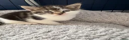 Mixed Breed cats for sale: 3 gorgeous boy kittens for sale  - Advert 8