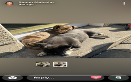Miniature Dachshund dogs for sale: 7 month old female miniature daschund - Image 2