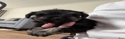 Miniature Schnauzer dogs for sale: Stunning health tested miniature schnauzer puppies - Advert 14