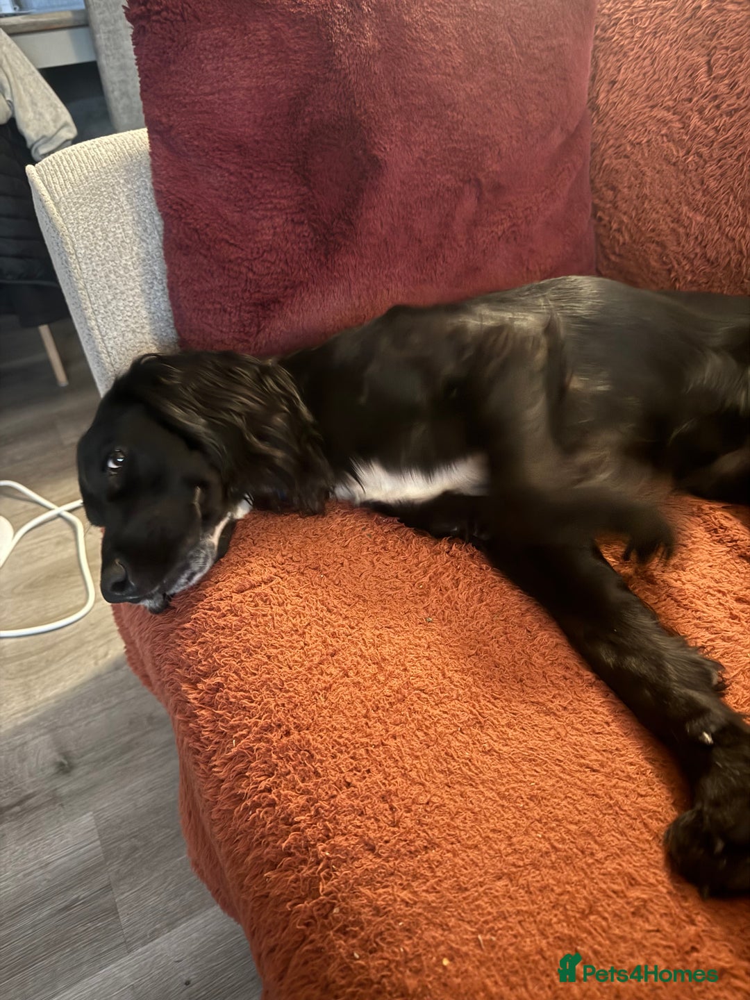 Sprocker dogs for sale: Charlie an energetic and friendly boy.  - Image 7