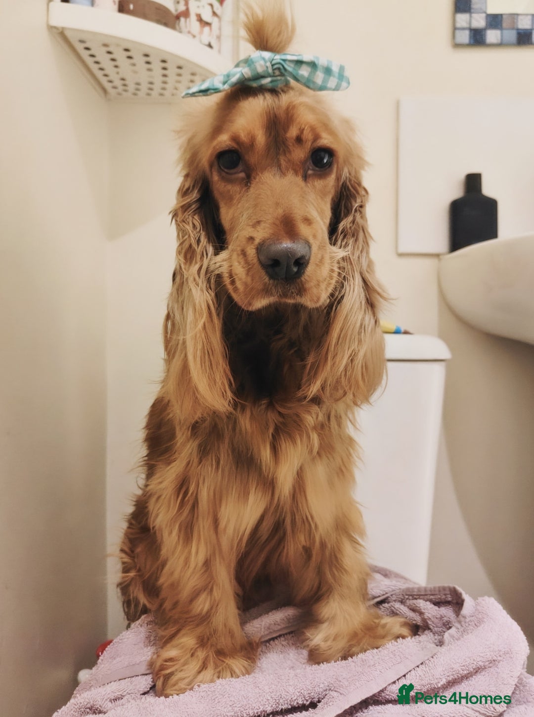 Cocker Spaniel dogs for sale: Two Cocker spaniel dogs. Girl and Boy - Advert 7