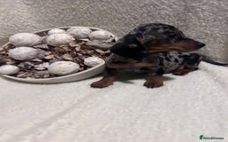 Miniature Dachshund dogs for sale: Miniature dachshunds - Advert 3