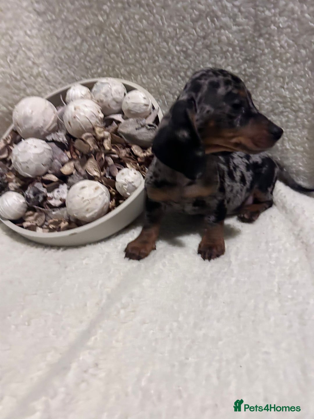 Miniature Dachshund dogs for sale: Miniature dachshunds - Advert 3