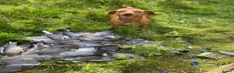 Hungarian Vizsla dogs for sale: Stunning litter of Hungarian Vizsla pups.  - Advert 4