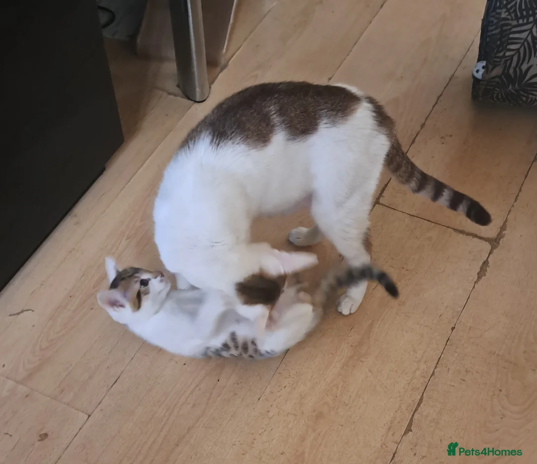 Mixed Breed cats for sale: Kittens half BSH tabby colours wormed and flea  in Erith - Advert 1