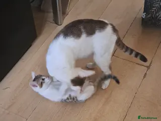 Mixed Breed cats Kittens half BSH tabby colours wormed and flea - Advert 2