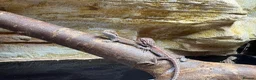 Bearded Dragon reptiles for sale: Very friendly dragons - Advert 7