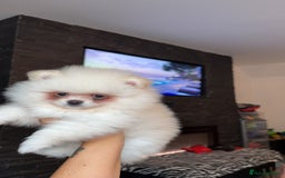 Pomeranian dogs for sale: Beautiful thick coat poms READY to leave next week - Image 15