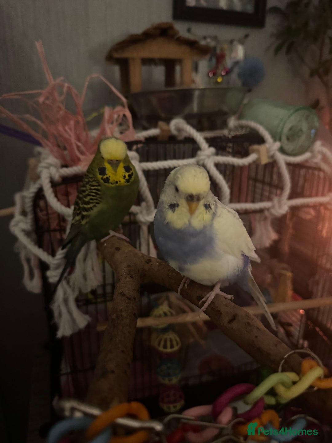 Budgerigars birds for sale: FREE Female Budgie - Advert 1