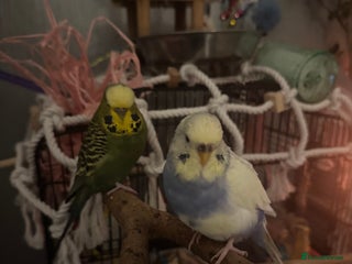 Budgerigars birds FREE Female Budgie - Advert 1